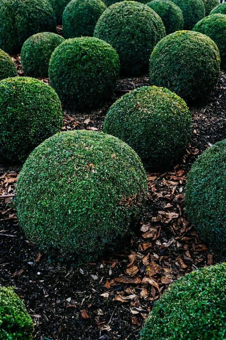 Rounded shrubs growing in a mulched garden bed