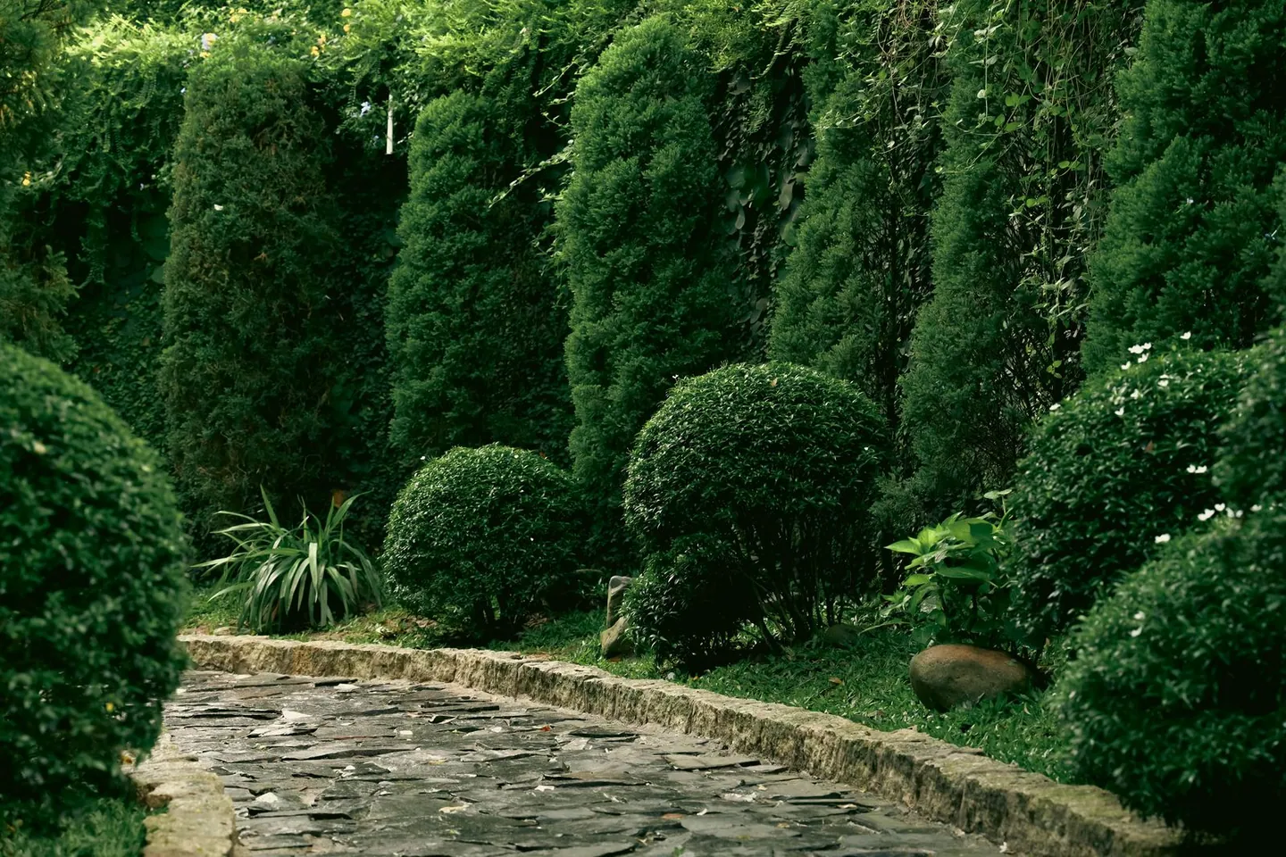 A garden path bordered by carefully shaped green shrubs
