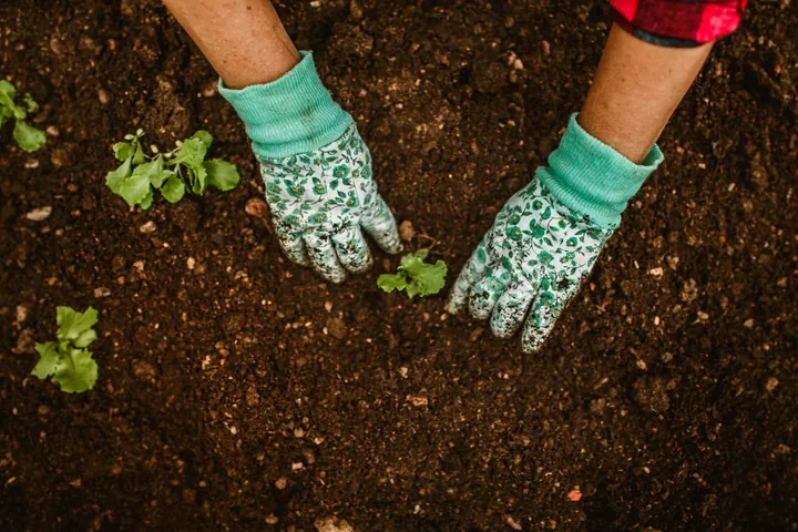Gloved hands placing a plant in soil