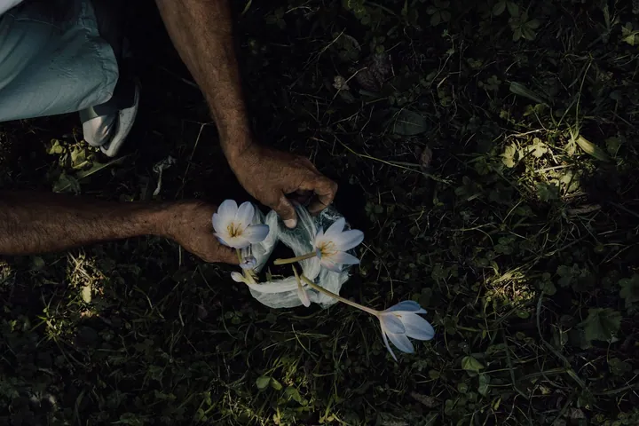 Hands tending soil around a small plant