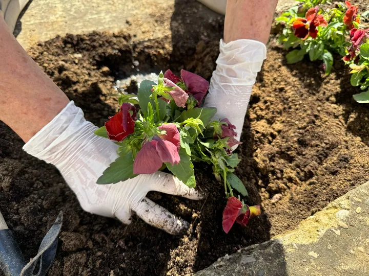 Hands planting flowering plants in a garden bed