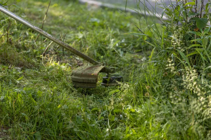 A trimmer cutting grass along the edge of a lawn